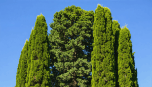 découvrez les principaux inconvénients du cyprès avant de le planter dans votre jardin : entretien, maladies, allergies et impact sur l’environnement. informez-vous pour faire le bon choix !